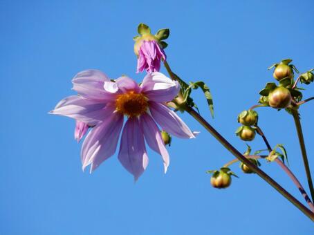 【花の写真】皇帝ダリア 皇帝ダリア,コウテイダリア,植物の写真素材