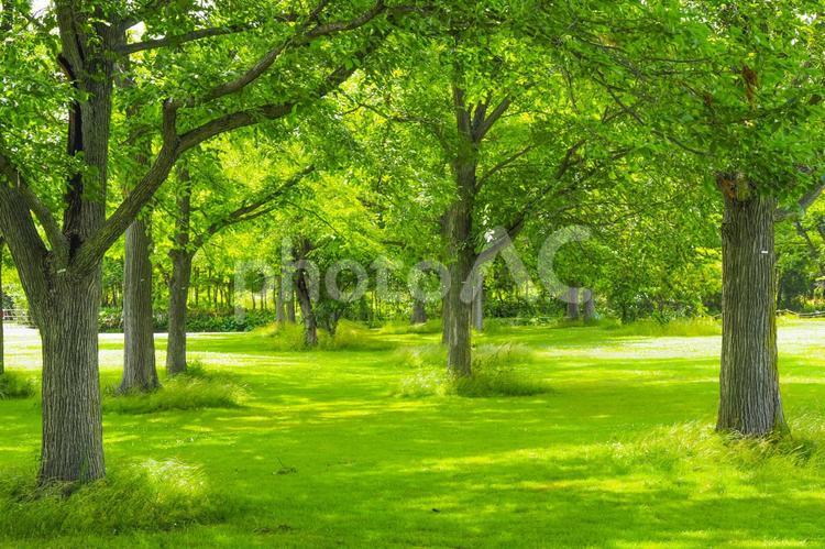 森の中の木 木,木々,森の写真素材