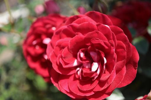 バラ園にて赤い薔薇を撮影しましたの写真
