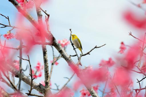 Japanese white-eye, JPG