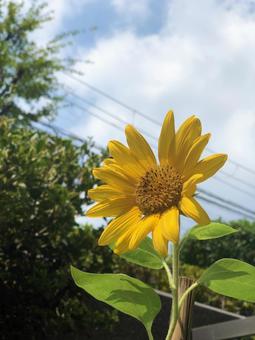 白い雲と庭に咲くひまわりの花 白い雲と庭に咲くひまわりの花の写真