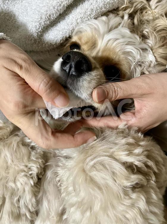 歯磨きの様子① 犬,歯磨き,シートの写真素材