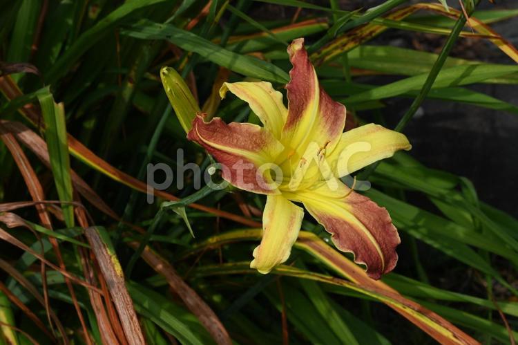 家の庭に咲いたヘメロカリス 多年草,アヤメ科,クローズアップの写真素材