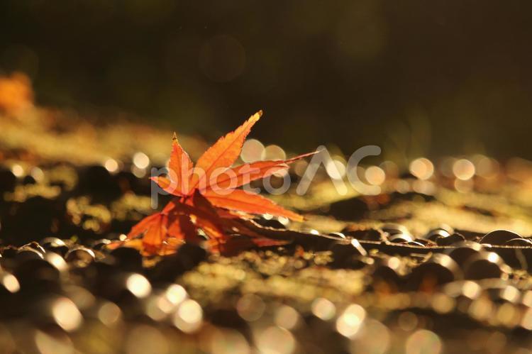 玉ボケと紅葉の落ち葉 紅葉,落ち葉,もみじの写真素材