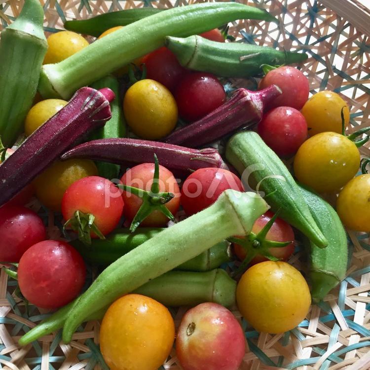 採れたての野菜 トマト,オクラ,市場の写真素材