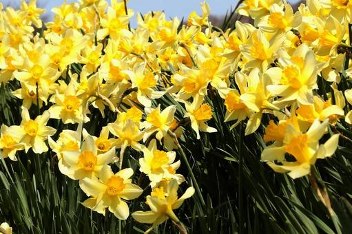 ラッパスイセン ラッパスイセン 植物,花,喇叭水仙の写真素材