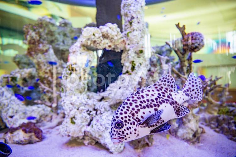 水槽の中のチョウショウコショウダイ チョウショウコショウダイ,石垣島,空港の写真素材