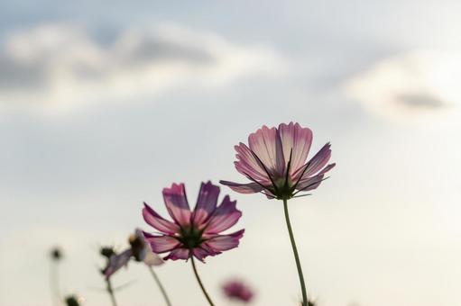 秋桜 秋桜の写真