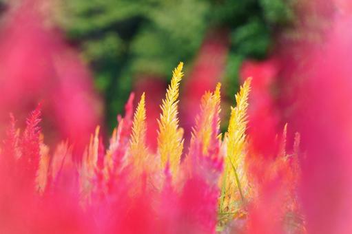 ケイトウ ケイトウ ケイトウ,花,赤の写真素材