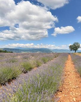 南仏のラベンダー畑 南仏のラベンダー畑 ラベンダー畑,ラベンダー,南仏の写真素材