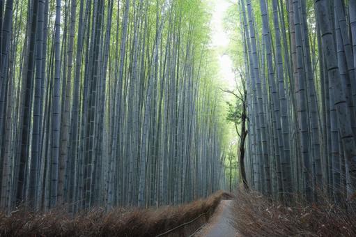誰もいない嵐山の竹林の小径 誰もいない嵐山の竹林の小径の写真