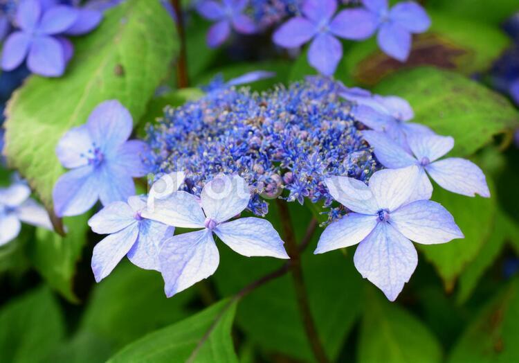 額紫陽花、ガクアジサイ 紫陽花,アジサイ,あじさいの写真素材
