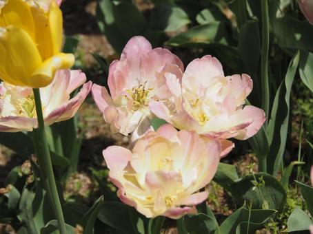 Photo, tulip, lare, spring, 