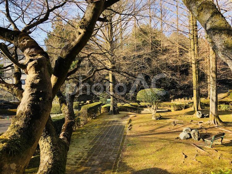 徐々に明るくなる早朝の公園　ベンチ 早朝,朝,自然の写真素材