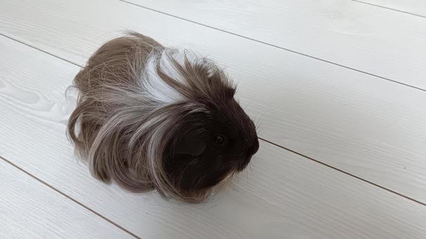 「誰か呼んでる？」長毛モルモット モルモット,ペット,動物の写真素材