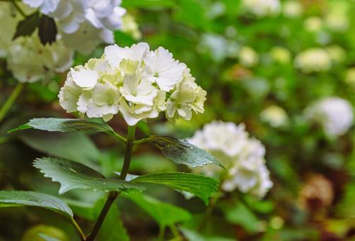 アジサイの小径 アジサイの花1ー20 アジサイの小径 アジサイの花1ー20の写真