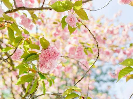 八重桜と空 八重桜と空 八重桜,桜,さくらの写真素材