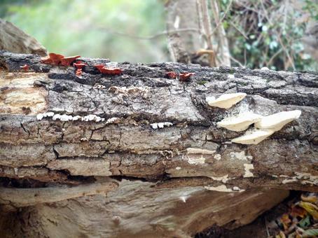 野生のキノコ キノコ,きのこ,木の写真素材