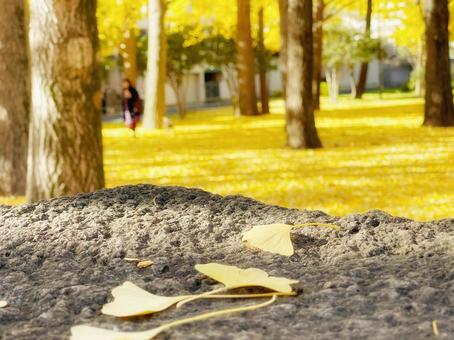 一面の黄色の紅葉のイチョウ 一面の黄色の紅葉のイチョウ 銀杏,イチョウ,いちょうの写真素材