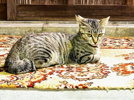 ご飯を食べ終えてくつろぐノラ猫 ご飯を食べ終えてくつろぐノラ猫の写真