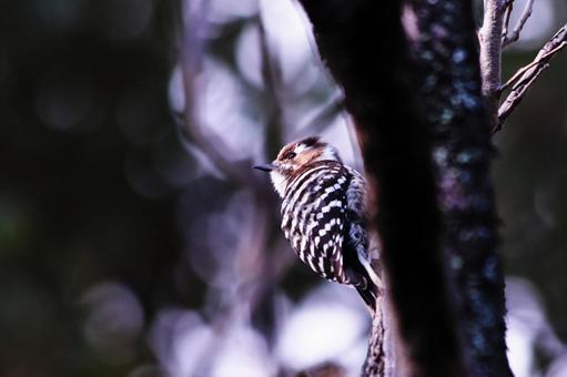木にとまる可愛いコゲラ 鳥,コゲラ,羽の写真素材