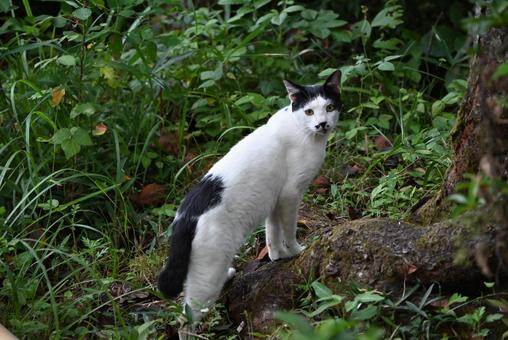 京都浄瑠璃寺のにゃんこ 京都浄瑠璃寺のにゃんこ ねこ,ノラネコ,ぶちねこの写真素材