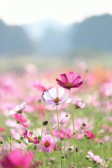 コスモスの写真