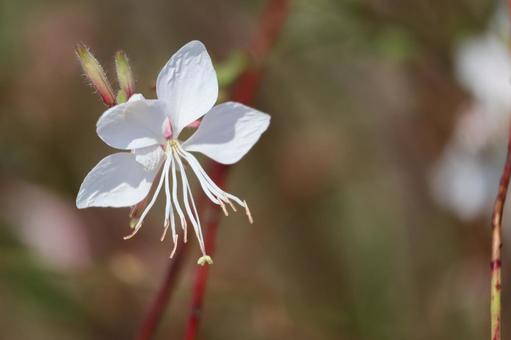 白いガウラの花のアップ 白いガウラの花のアップ 白い,ガウラ,花の写真素材