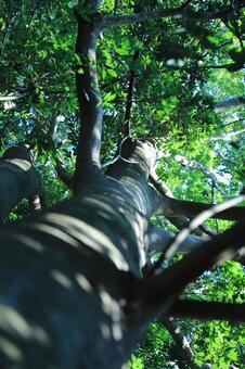 大樹 大樹の写真