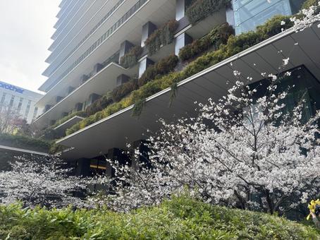 桜 桜の写真