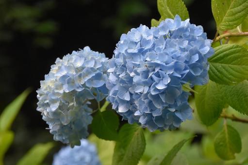 紫陽花の写真