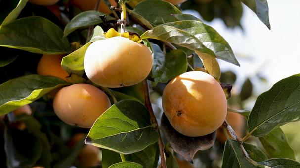 【果物の写真】柿の実 柿,実り,果物の写真素材