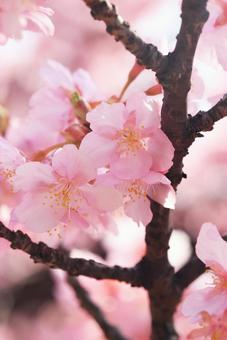 河津桜の写真