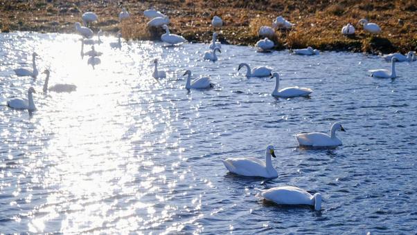 犀川に飛来した白鳥たち 犀川に飛来した白鳥たちの写真