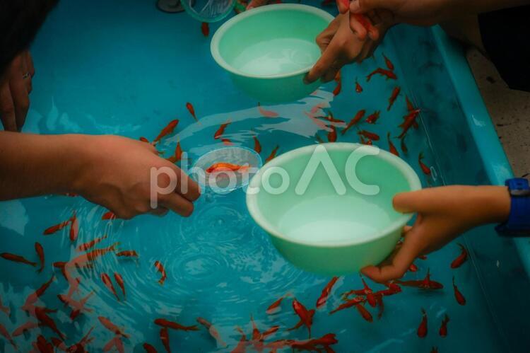 夏祭りの金魚すくいのイメージ 金魚すくい,金魚,お祭りの写真素材