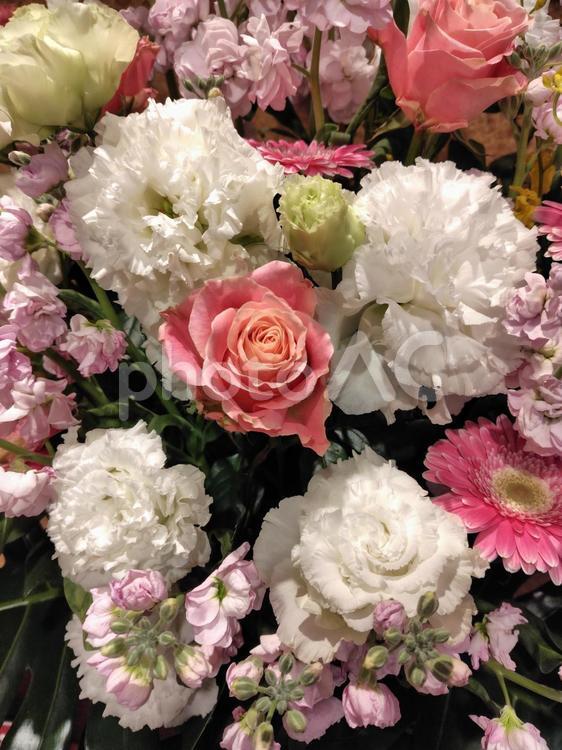お花 お花,花,ピンクの写真素材