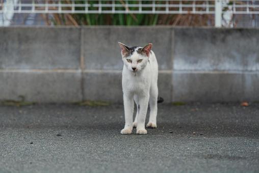 こちらをじっと見つめる牛柄猫 こちらをじっと見つめる牛柄猫 牛柄猫,cawcat,ハチワレ猫の写真素材