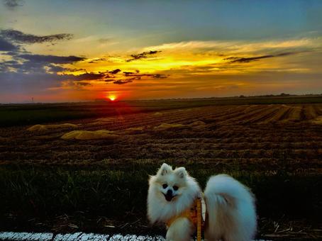 Sunset and dog, JPG Sunset and dog, JPG