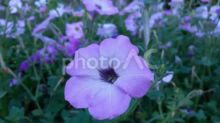 夕闇に浮かぶ紫の花 ペチュニア,暗闇,暗いの写真素材