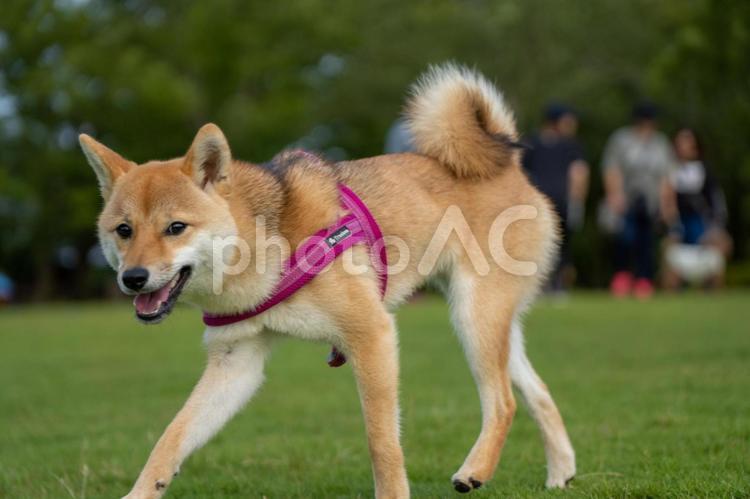 夏の公園で遊ぶ柴犬 柴犬,景色,風景の写真素材