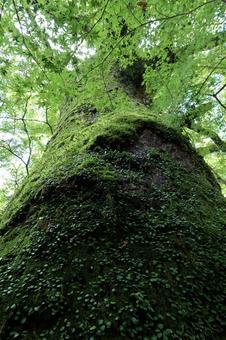 自然の緑 自然の緑の写真