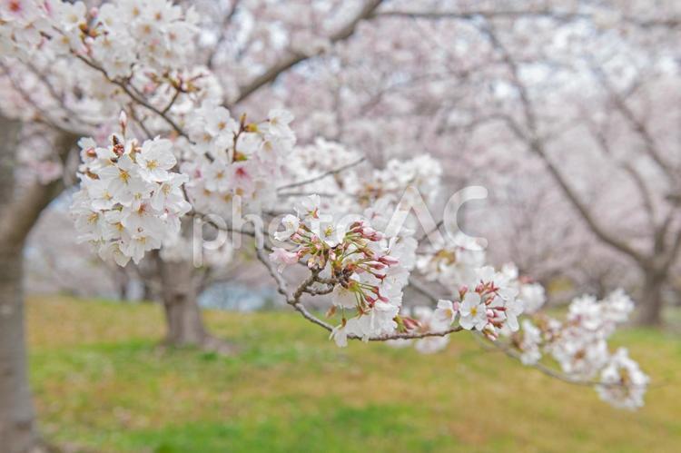 満開のソメイヨシノ ソメイヨシノ,満開,桜の写真素材