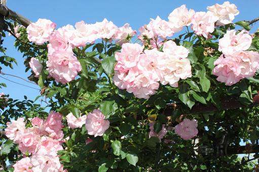 ばら169 ばら169 バラ,薔薇,春の写真素材