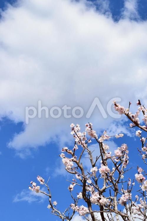 ＜春のイメージ＞梅の花 梅,花,梅の花の写真素材