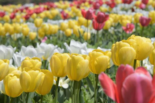 Colorful tulips in full bloom in a garden, JPG Colorful tulips in full bloom in a garden, JPG