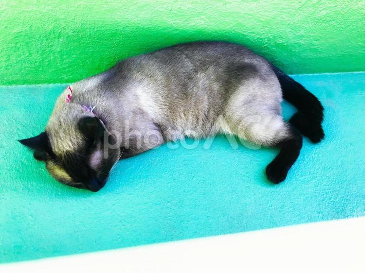 日向ぼっこで眠たくなる猫 シャム猫,昼寝,ねこの写真素材