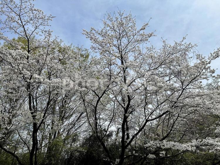 桜の木 桜の木,桜,サクラの写真素材