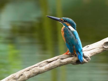 木にとまるカワセミ 鳥,カワセミ,野鳥の写真素材