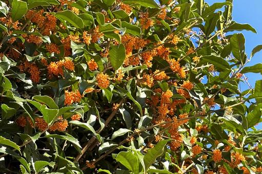 キンモクセイ 植物,花木,金木犀の写真素材