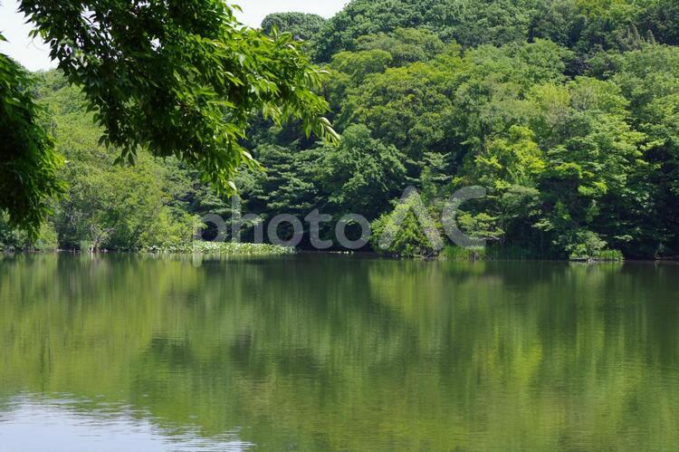 石神井公園内の池 石神井公園,池,風景の写真素材